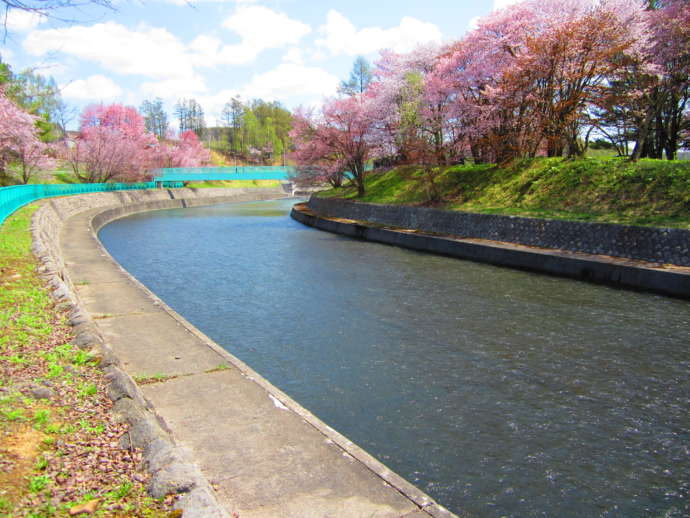 美瑛町の聖台ダム公園の桜