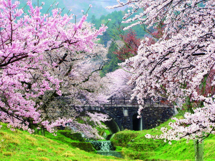 霞間ヶ渓桜の美しい風景