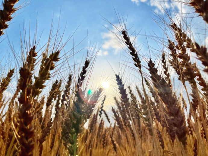 上里町の名産の小麦