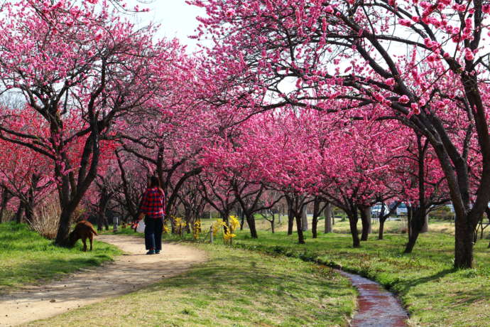 古河公方公園の桃の花