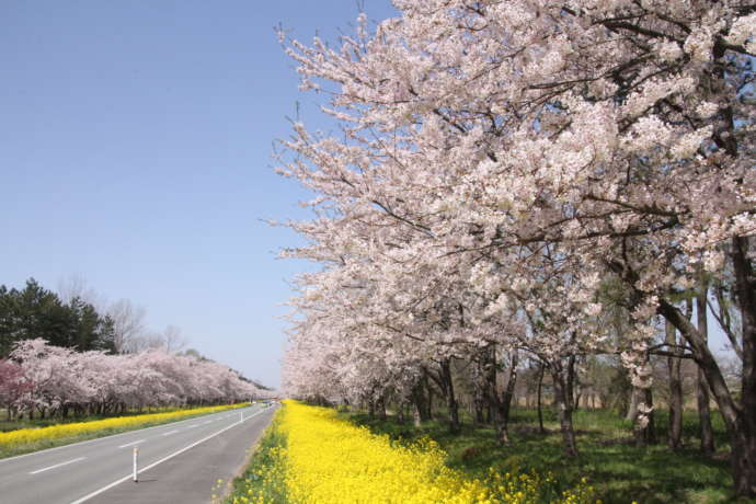 桜と菜の花ロードの光景