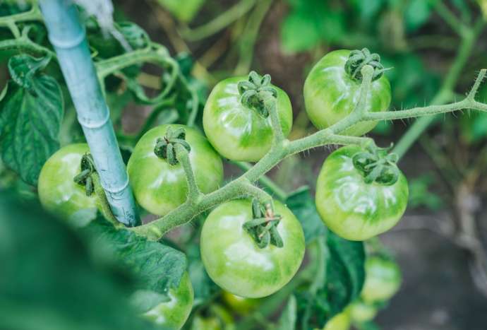 農園で育てるプチトマト