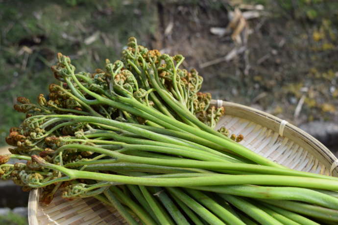 戸沢村の特産品の一つである山菜