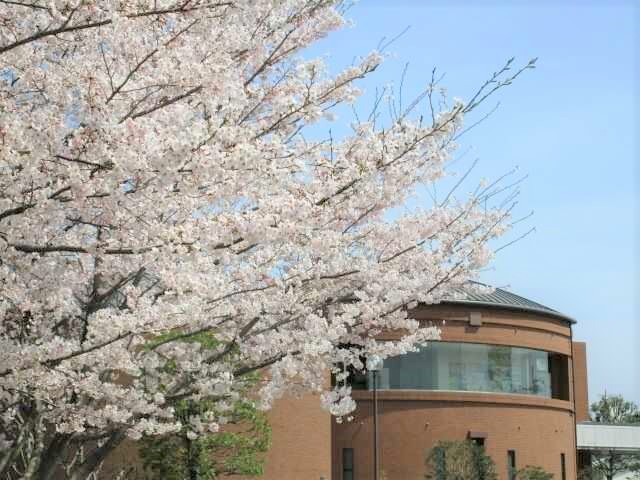 上高津貝塚ふるさと歴史の広場にある考古資料館と桜