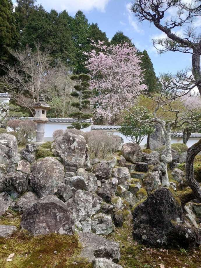 「通宝山彌勒寺」境内の桜咲く庭園（春）