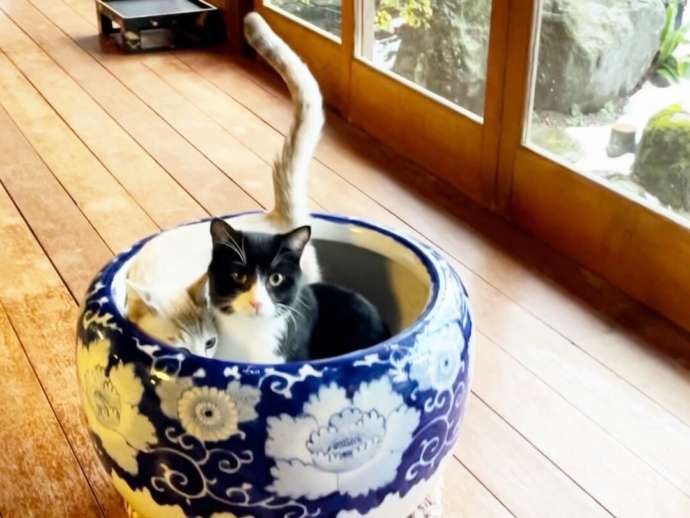 陶器の中で寄り添う月猫カフェの猫たち