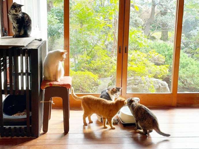 月猫カフェの縁側で戯れる猫たち