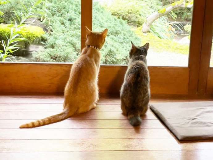 月猫カフェの窓から庭を眺める猫たち