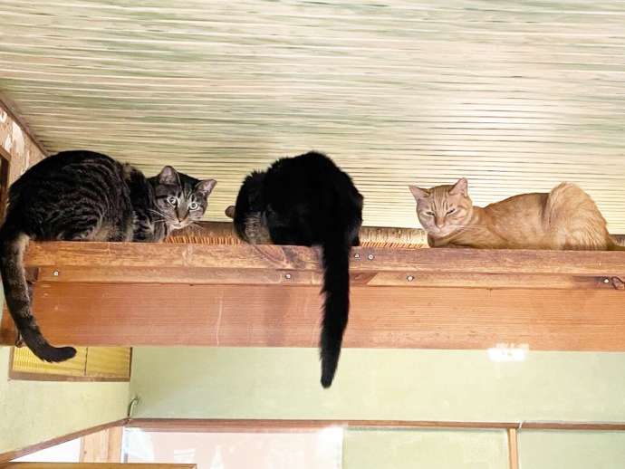 月猫カフェのキャットウォークに登っている猫たち