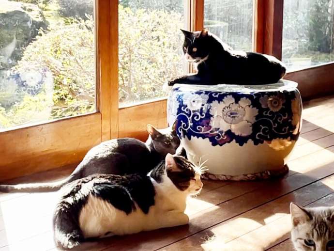 月猫カフェの窓際でひなたぼっこをする猫たち