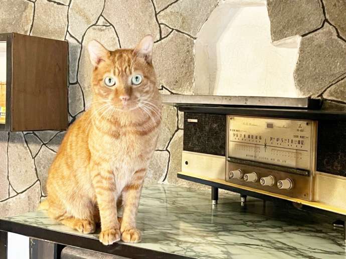 月猫カフェの猫とレトロなラジオ