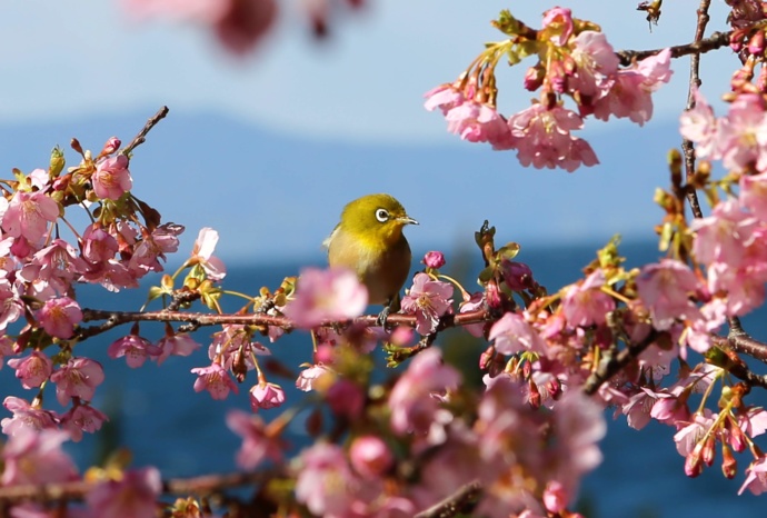 河津桜の枝にとまるメジロの写真