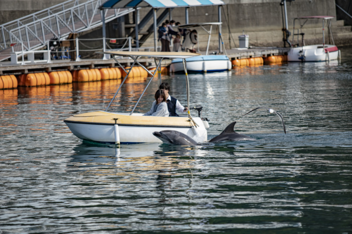 小型ボートに乗ってイルカにエサやりするカップルの写真