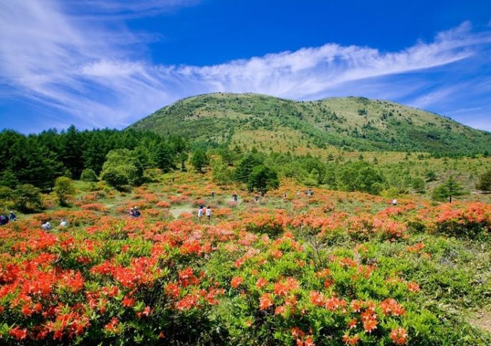嬬恋村の観光スポット「湯の丸高原」のレンゲツツジが咲く風景