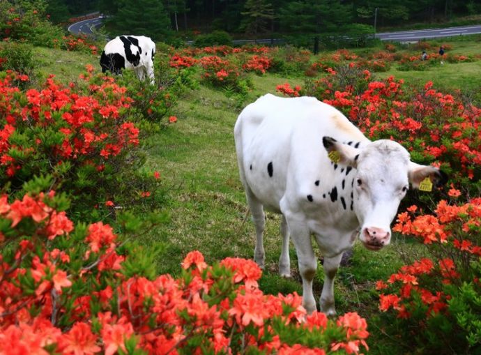 湯の丸高原に放牧された牛の様子