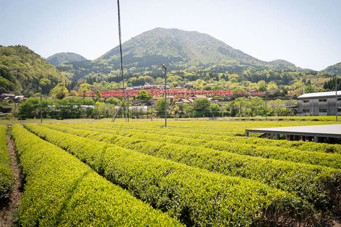 津和野町特産のまめ茶園の画像