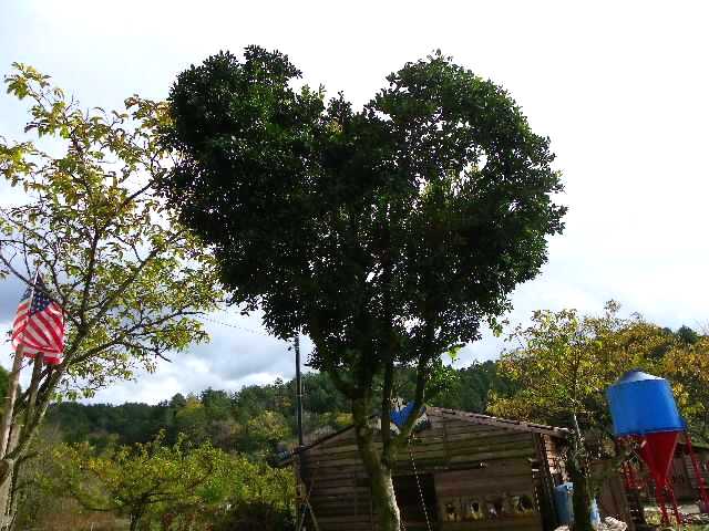 岐阜県山県市の「TWO-SPIRITS インディアンビレッジ」にあるハートの木