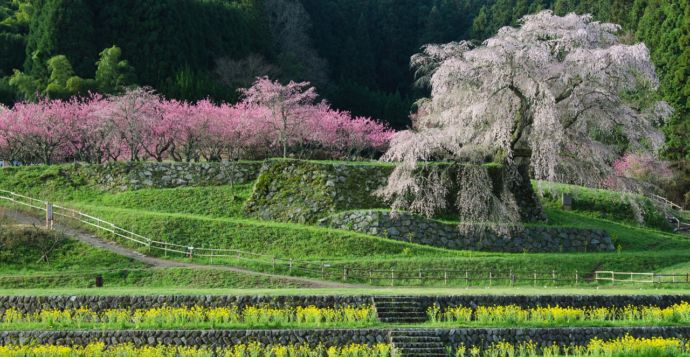 「宇陀の桜13景」の一つ又兵衛桜の風景