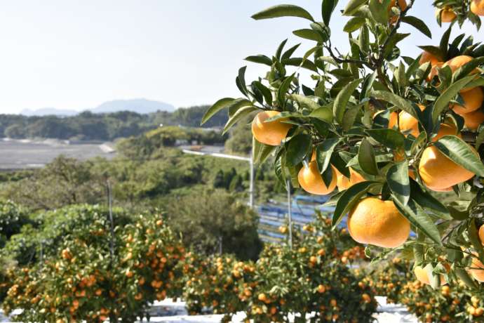 宇城市で栽培されている柑橘類