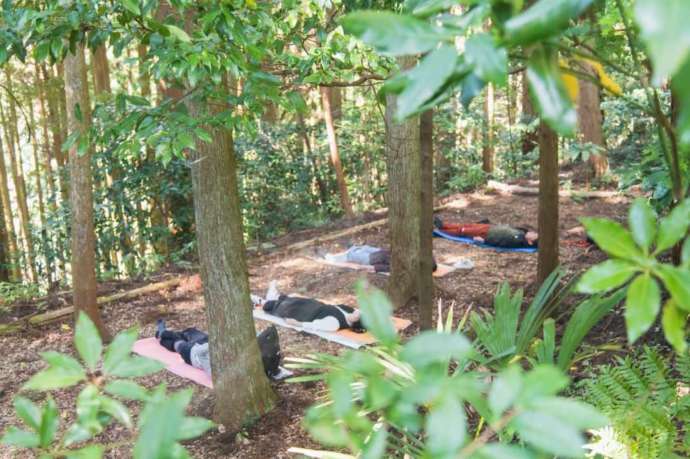 うきは市森林セラピーで森の中で横になる参加者たち