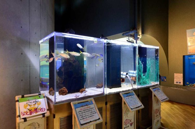 静岡県にある「浜名湖体験学習施設 ウォット」1Fに展示されている浜名湖に棲む生き物を展示した個水槽