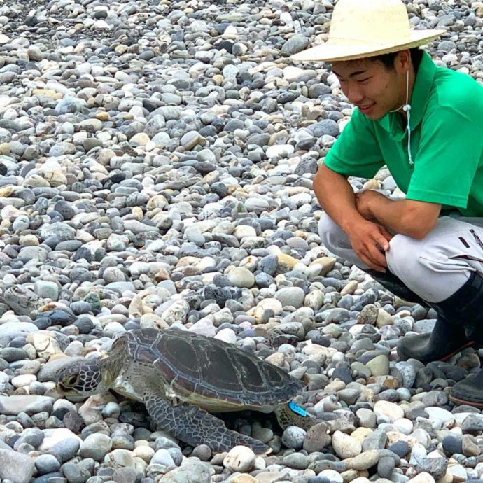 七里御浜でアオウミガメを放流している飼育員