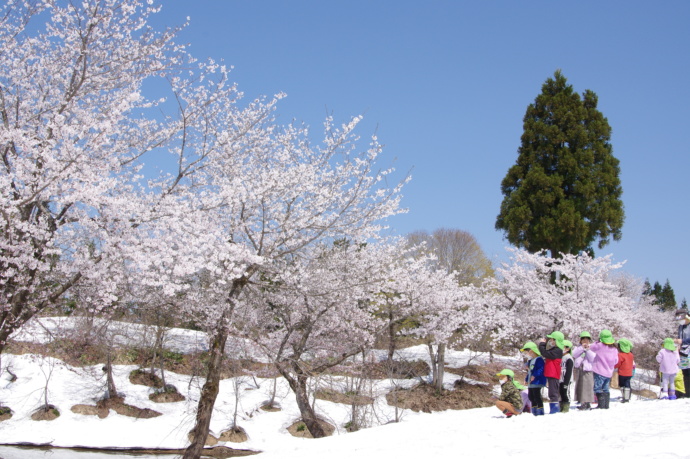 新潟県魚沼市で雪解け前に見られる「雪上桜」