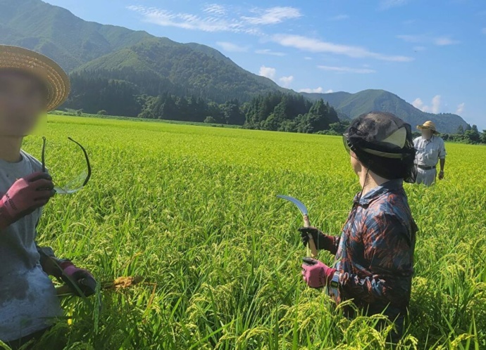 新潟県魚沼市の田舎暮らし体験での稲作の様子