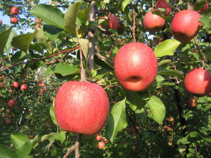 魚津市で栽培されているりんご