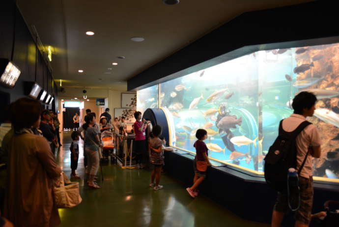 魚津水族館で海の生き物を見ている人たち