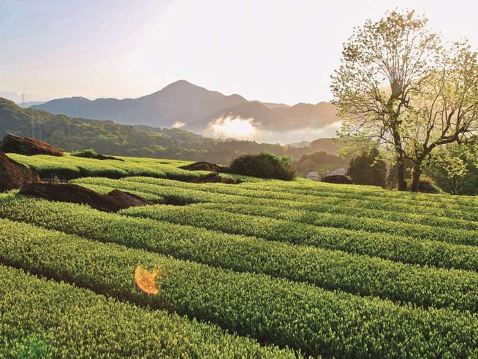 早朝の茶畑と山々