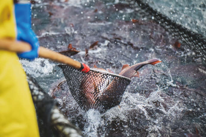 宇和島市の名産真鯛を網ですくう漁師