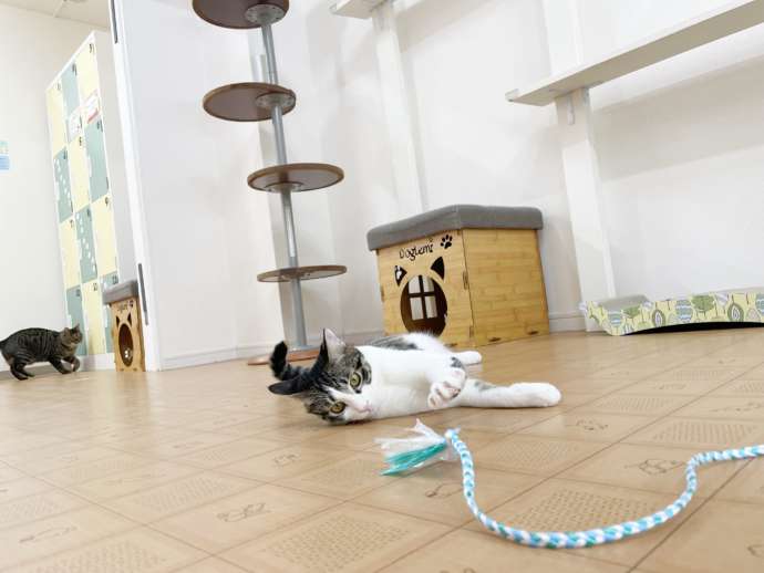 おもちゃと遊ぶ「VELCAT 馬車道店」の猫