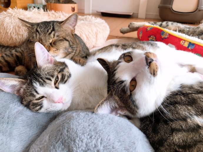 3頭で集まって温まる「VELCAT 馬車道店」の猫たち