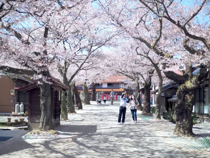 新庄村のがいせん桜通りの春風景