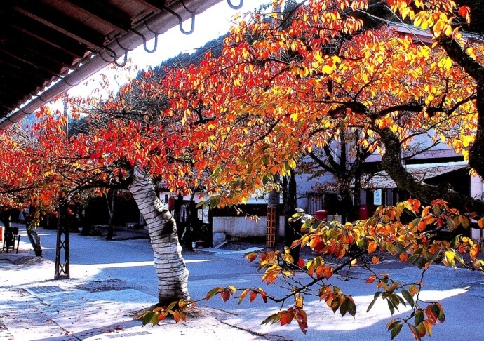 新庄村のがいせん桜通りの秋風景