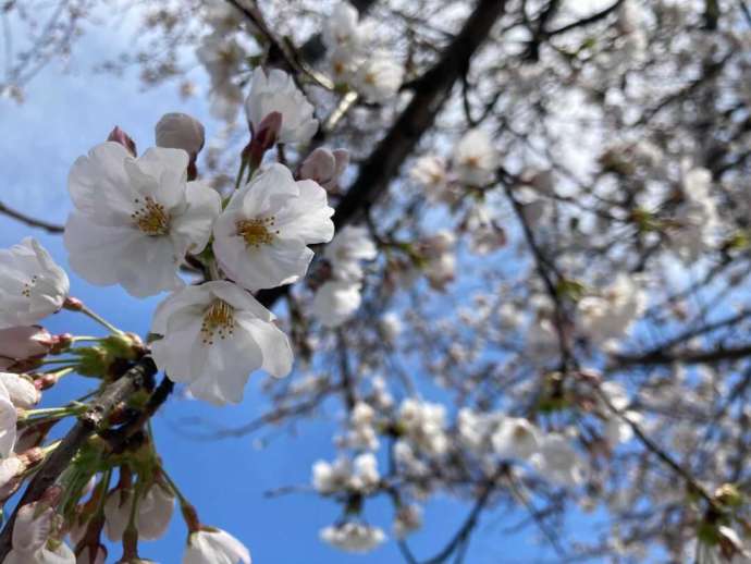 和田八幡宮の境内に咲く桜