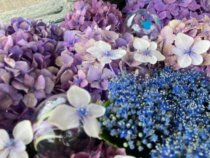 和田八幡宮の境内夏詣に手水舎に飾る紫陽花の花手水