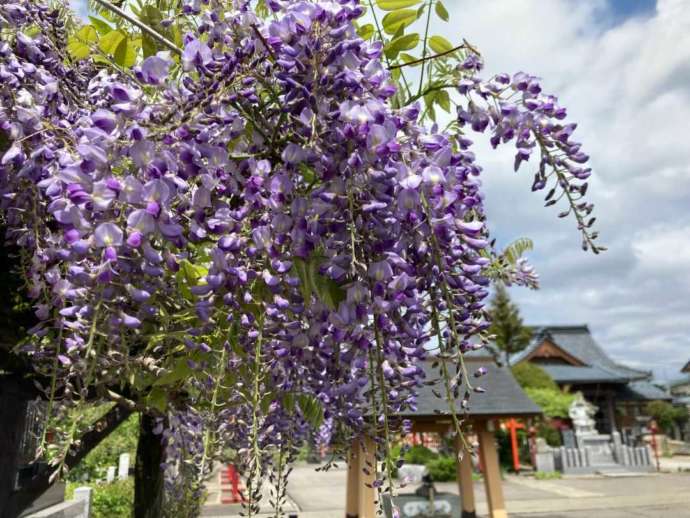 和田八幡宮の境内に咲く藤の花