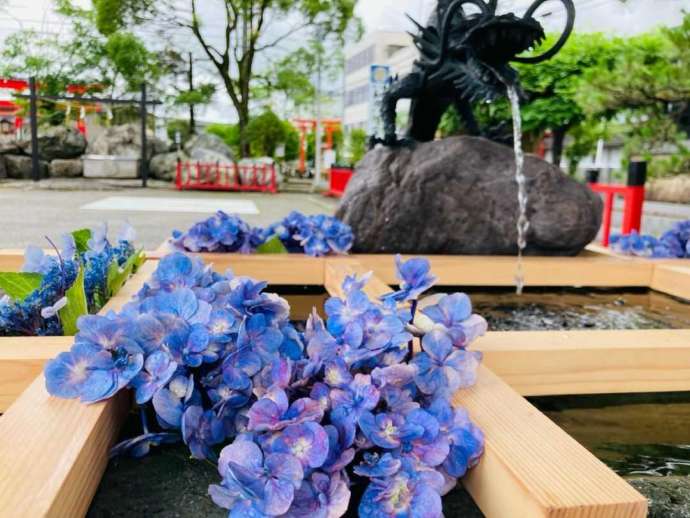 和田八幡宮の手水舎に飾る紫陽花の花手水