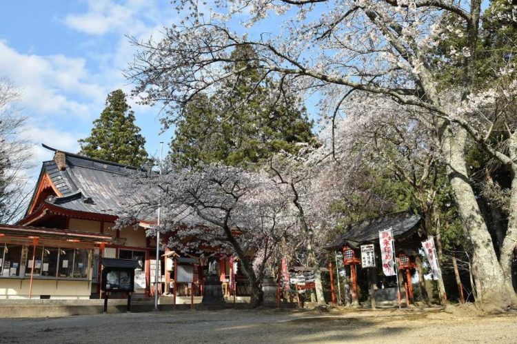 宮城県登米市にある若草稲荷神社の社殿と桜