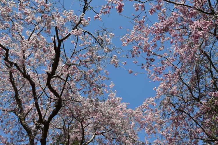 宮城県登米市にある若草稲荷神社のハート桜