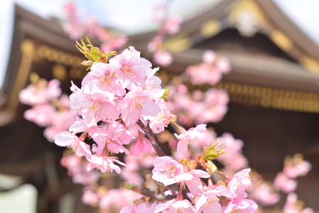 若松惠比須神社の境内に河津桜が咲いている様子