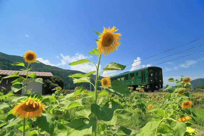若桜鉄道の夏の風景