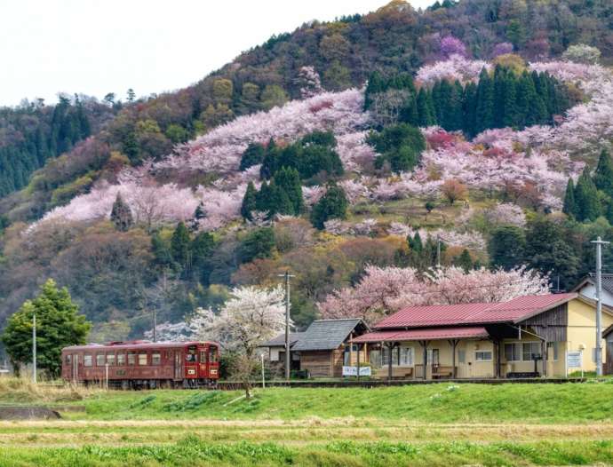 若桜鉄道沿線の天満山公園の桜