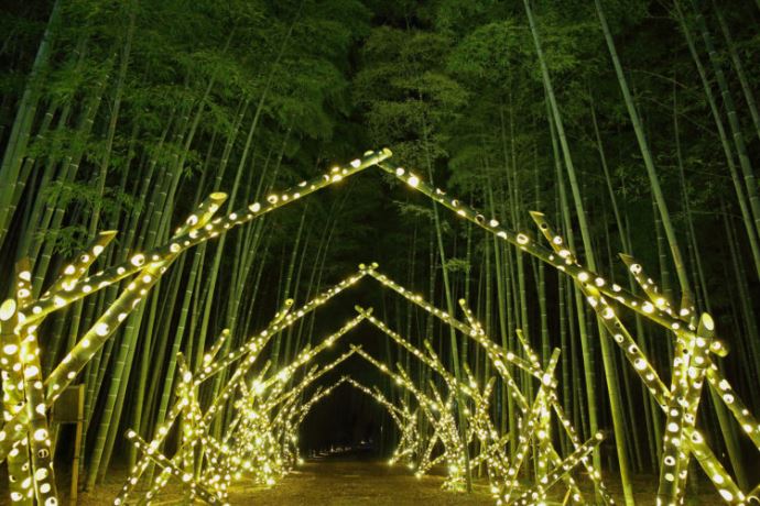 栃木県宇都宮市の若山農場のライトアップされた竹林