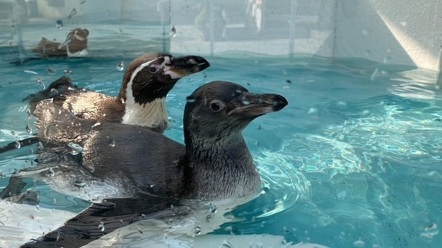 和歌山城公園動物園のフンボルトペンギン