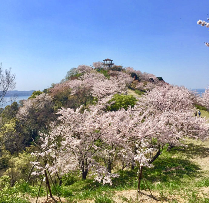 桜の花が咲いた「高津子山」の様子