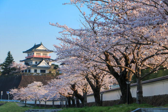 宮城県涌谷町の城山公園史料館に咲く桜