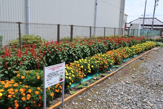 八千代町の花壇コンクールにノミネートした花壇